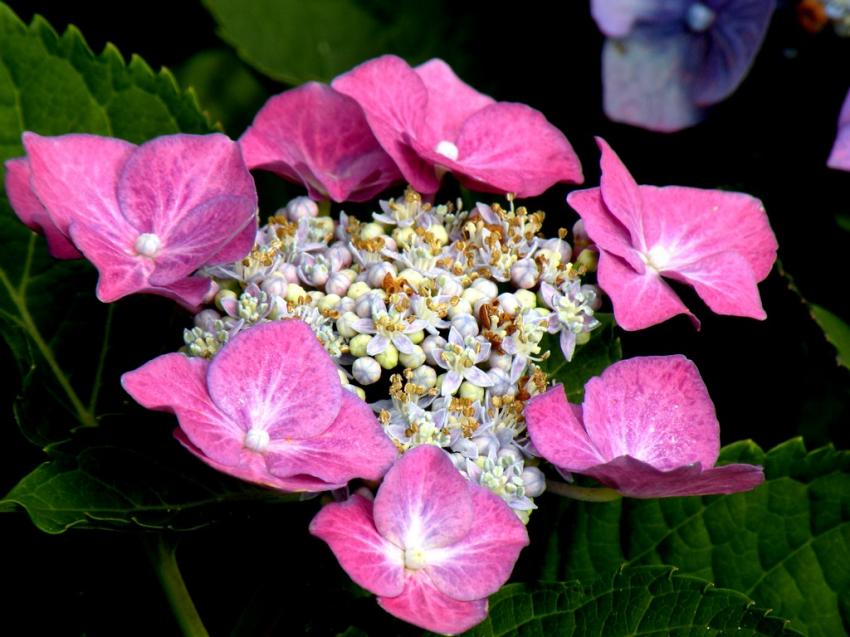 hortensia mauve