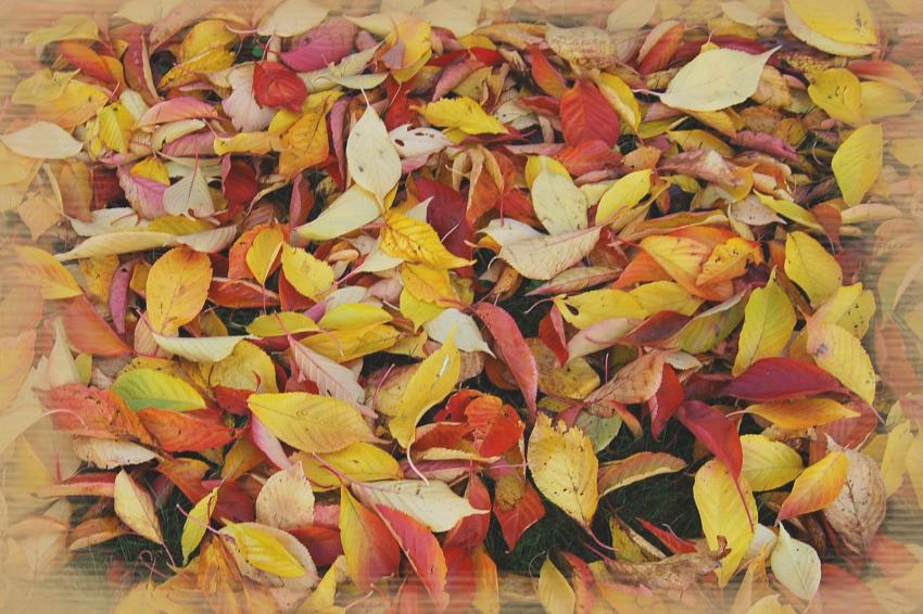 Feuilles d'automne