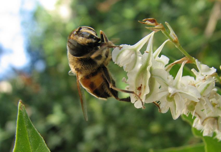 dernier bourdon , dernire renoue  ..