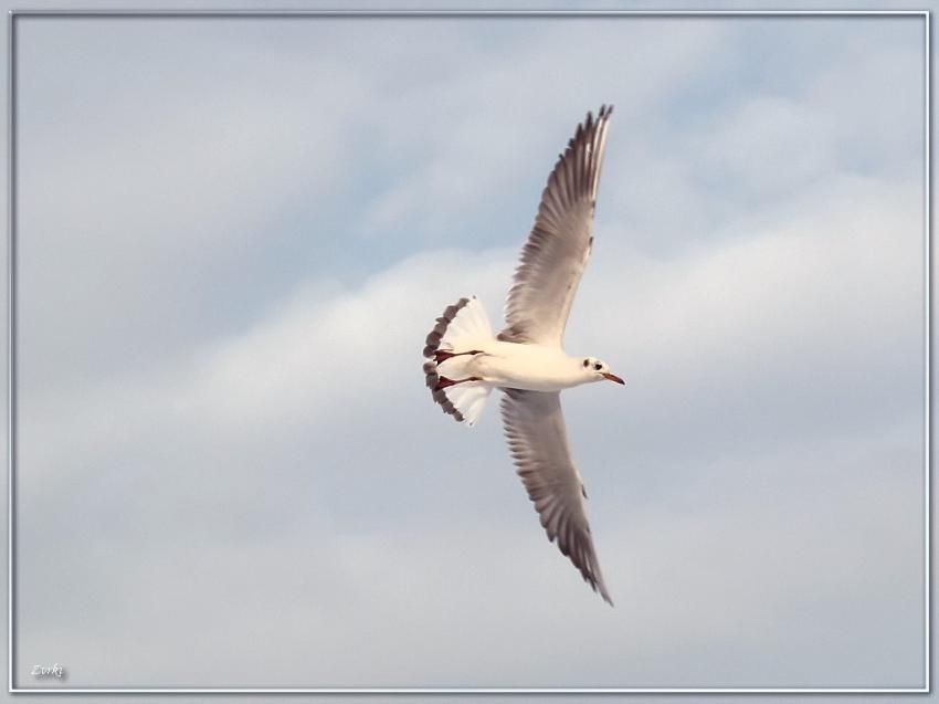 Mouette 220209b