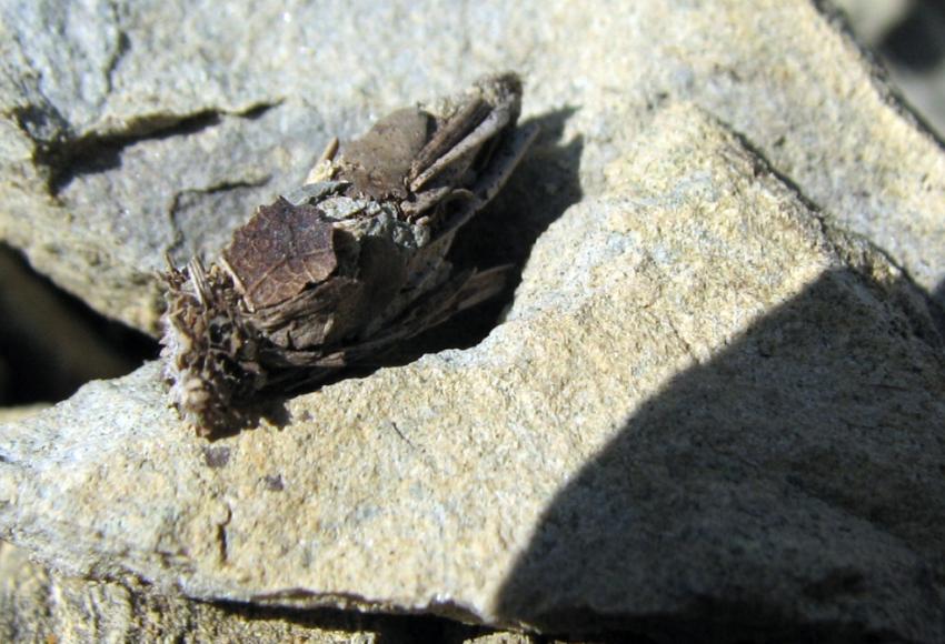 Le nom de cet insecte ??