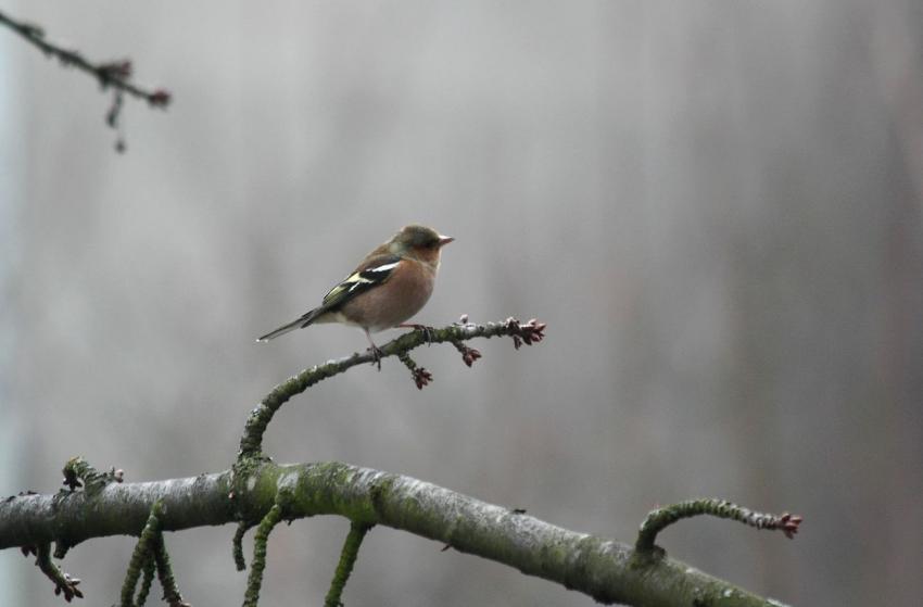 Des oiseaux pour mon bien-''htre'' ! (6)