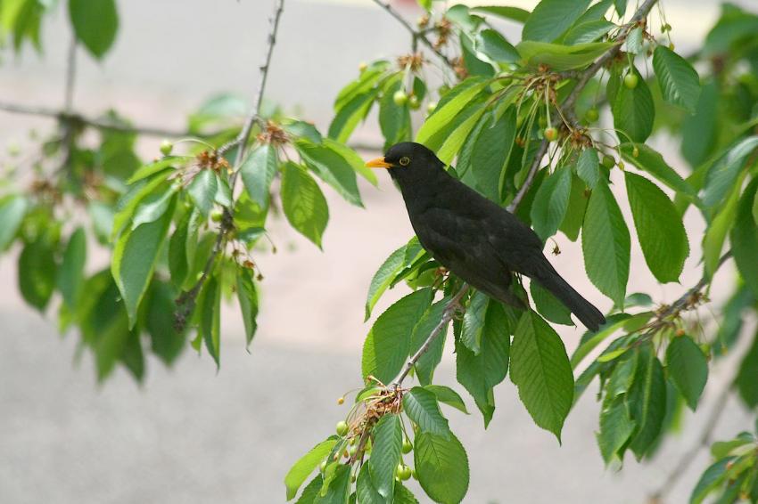 Des oiseaux pour mon cerisier (11)
