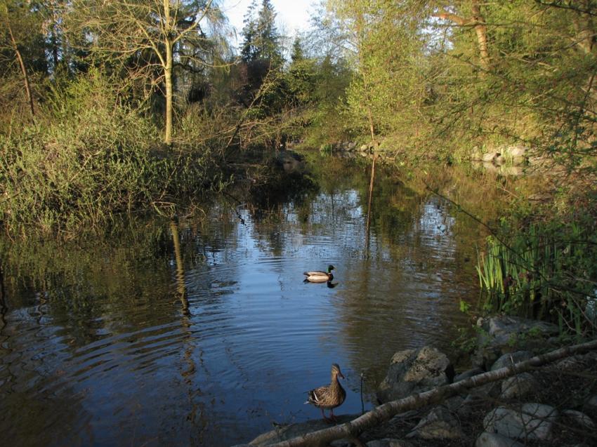 Lost Lagoon Vancouver