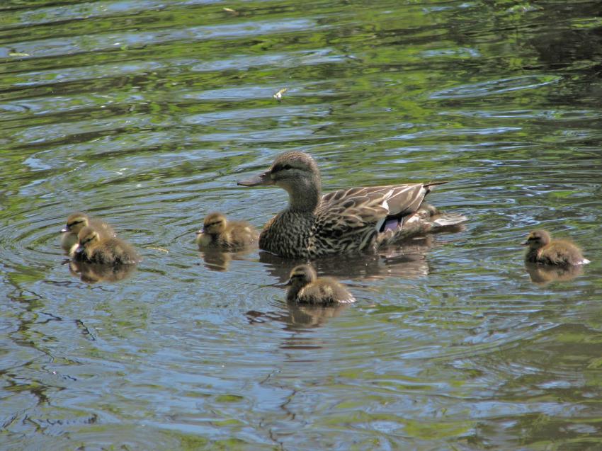 Famille de Cols-verts