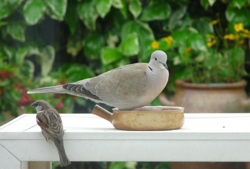 Des habitus de la mangeoire