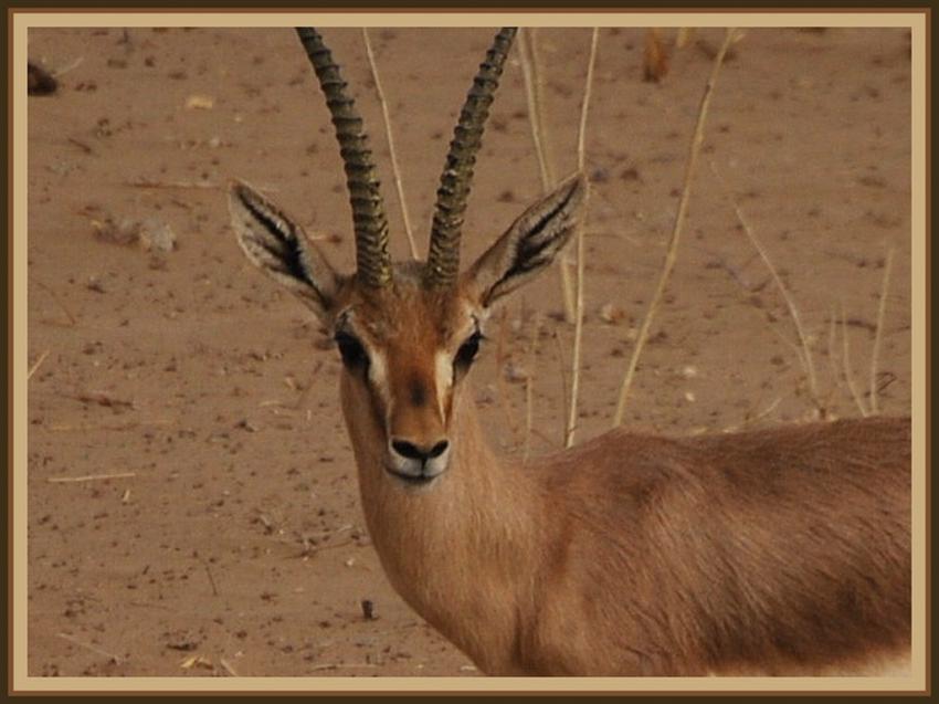 Safari  Manwar - Rajasthan