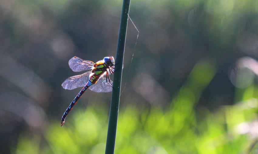 Anax sur la tige