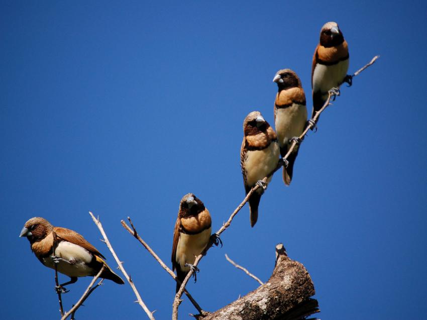 brochette de nonettes