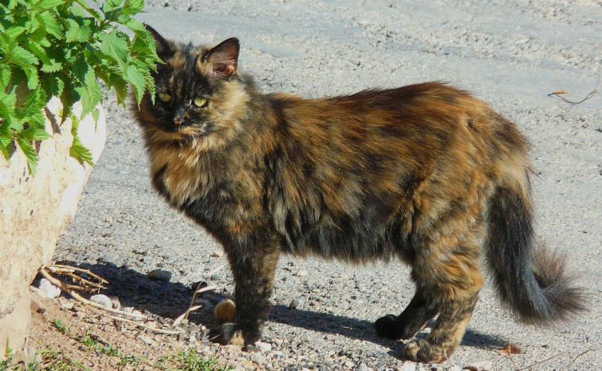 Petit fauve en vadrouille