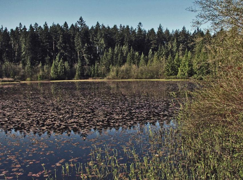 Beaver Lake Vancouver