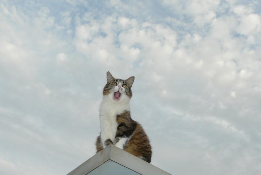 Chipie se rveille  notre retour