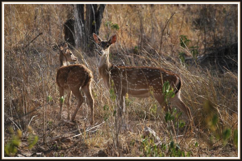 Safari dans le Rajasthan