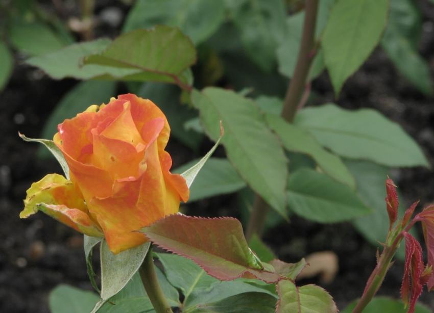 Bouton de rose orange