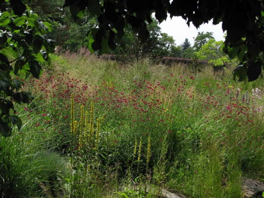 Fentre sur des herbes splendides