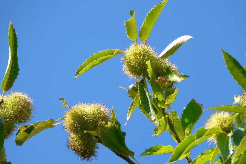 Dlicieuses sous la cendre !