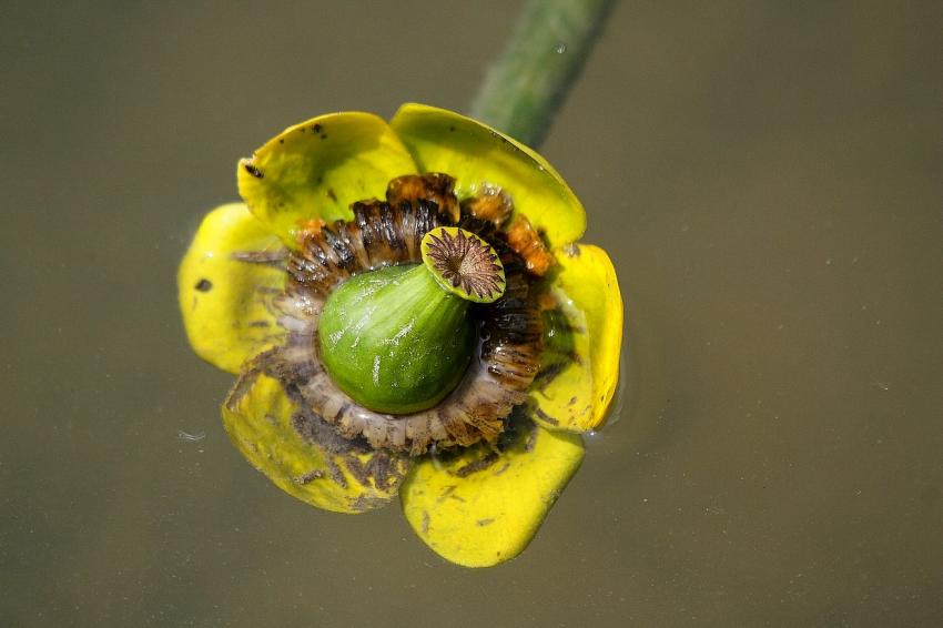 Fleur de nnuphar  moiti immerge