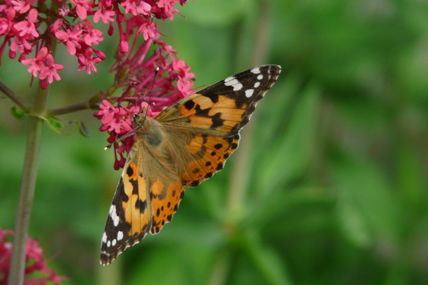 la Belle-Dame ou Vanesse des chardons