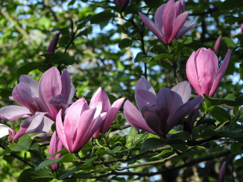 Magnolias