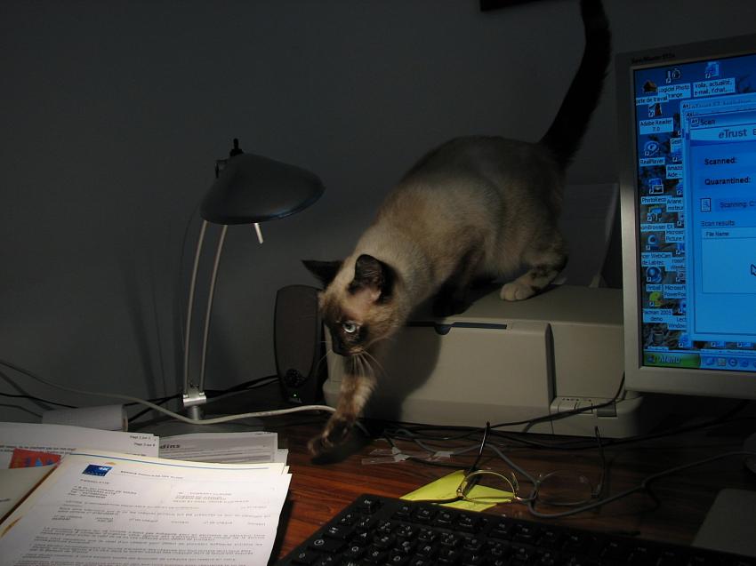 Elle est ou cette souris ??