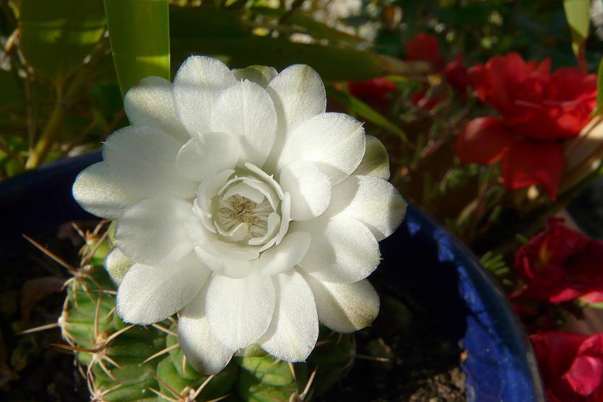 Prcieuse fleur de cacte