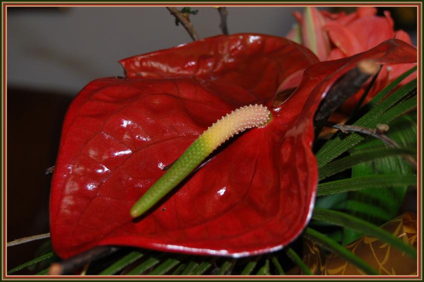 Anthurium gant