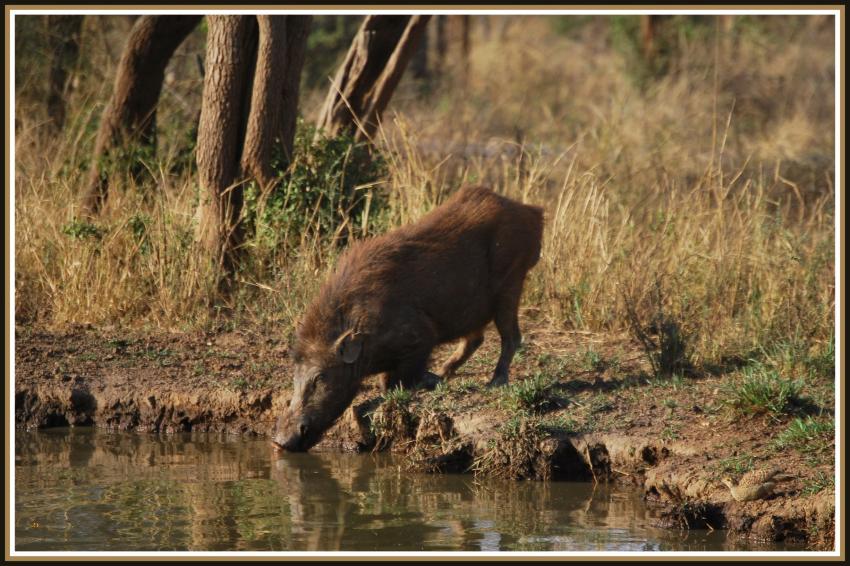 Safari dans le Rajasthan