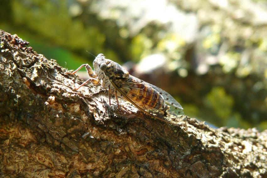 La cigale ayant chant....