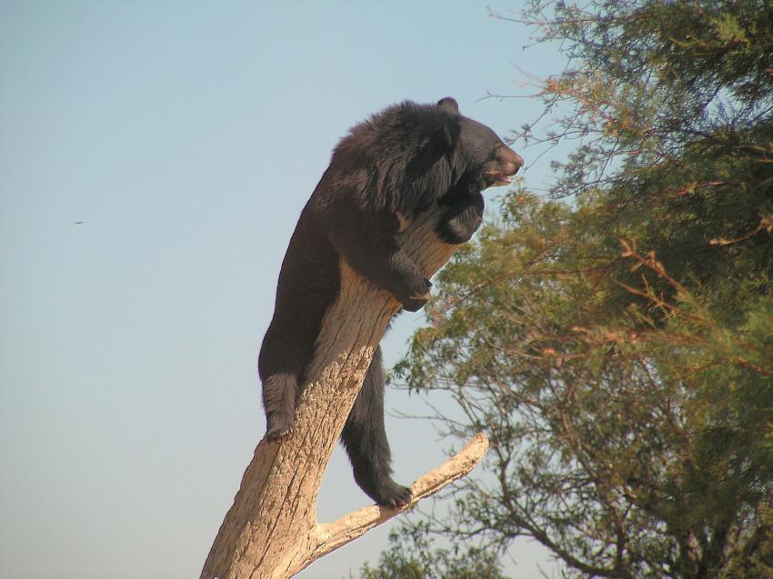 Un ours trs joueur...