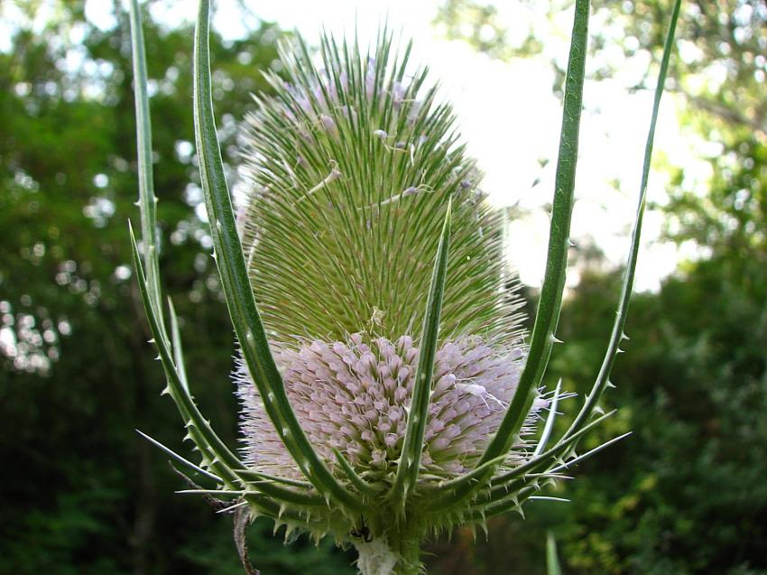 Cardre sauvage en fleur