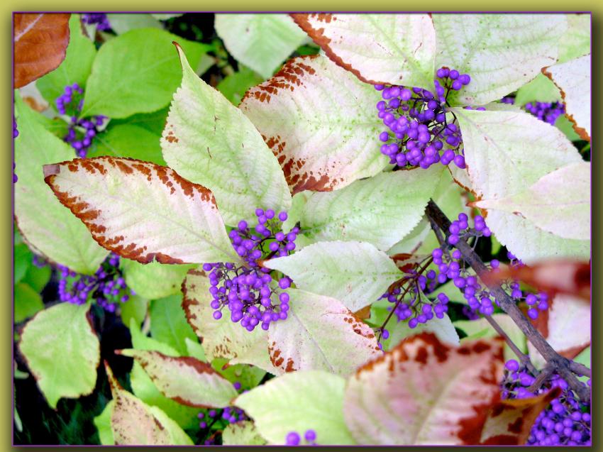 Couleurs d'automne au jardin des plantes