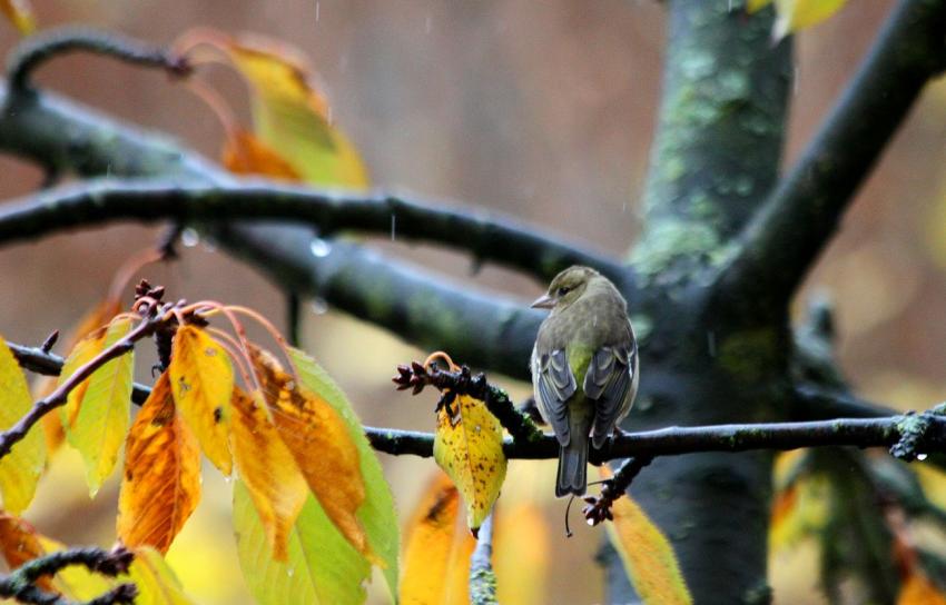 Des oiseaux pour mon bien-