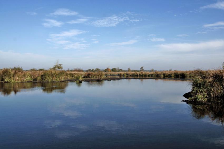 Marais de la Grande Glire(44)