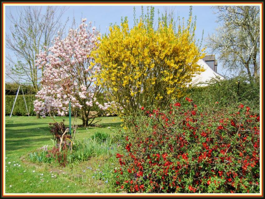 Printemps dans mon jardin