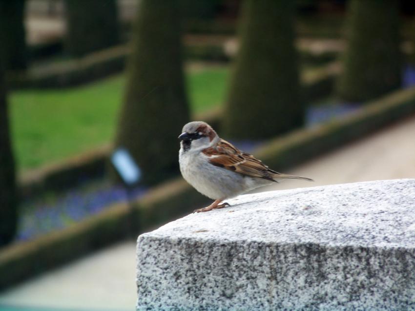 Le faucon redoutable guette ses victimes.