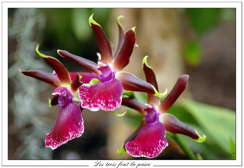 Les trois font la paire