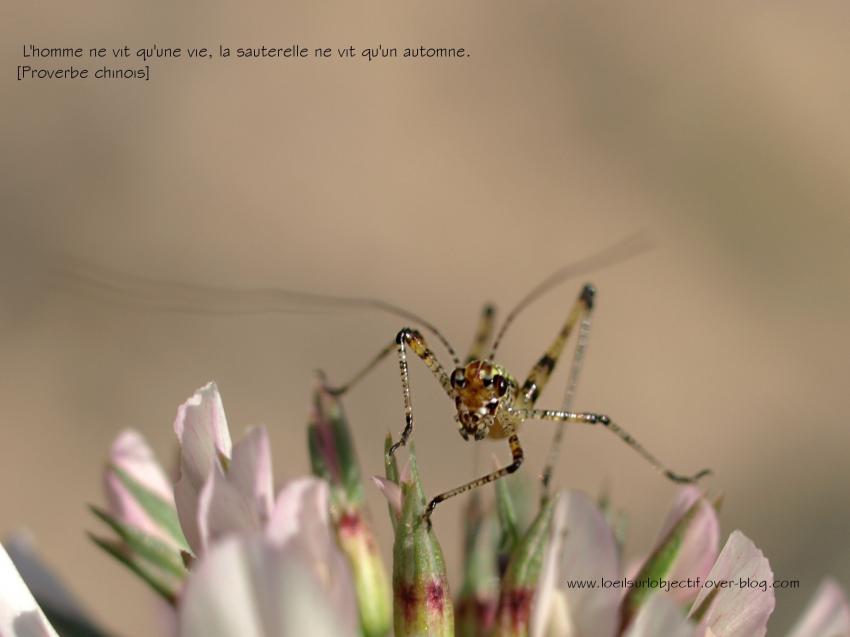 L'homme ne vit qu'une vie, la sauterelle ne vit qu