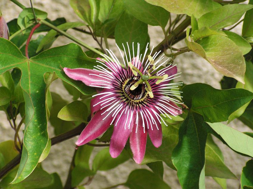 Hommage  l'Impratrice Eugnie