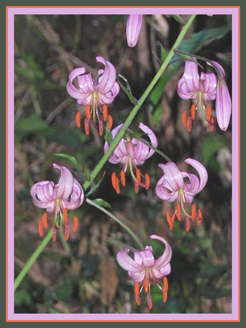 Fleurs dans les gorges de la Fou (66)