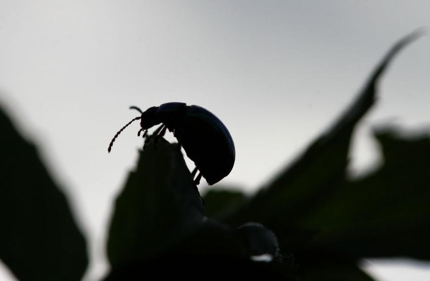 Tout petit scarabe (???)