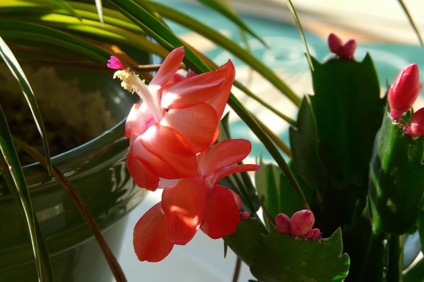 Petit bouton deviendra grand !