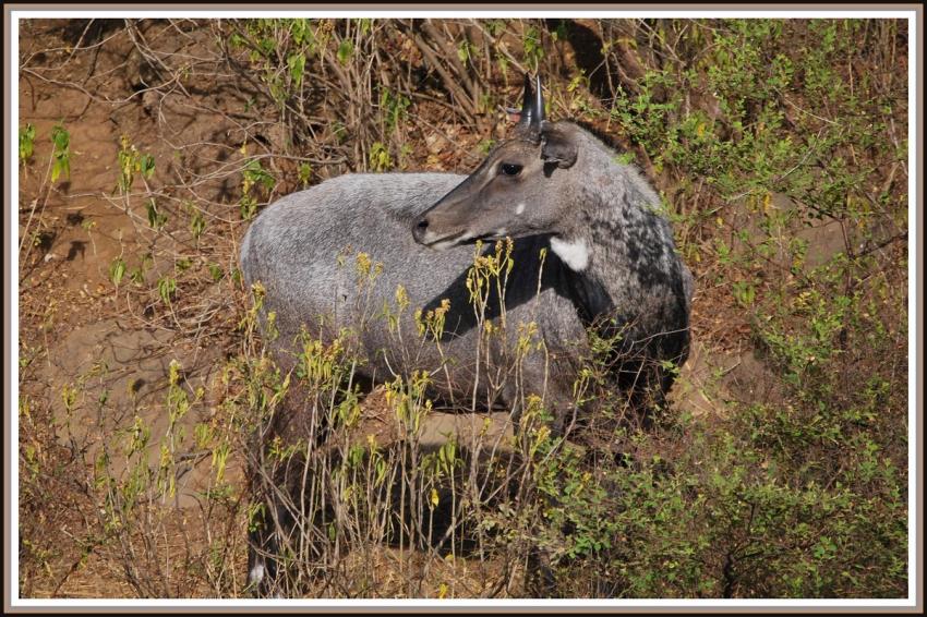 Safari dans le Rajasthan