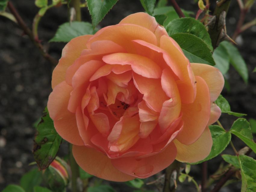 Du jardin de roses du parc