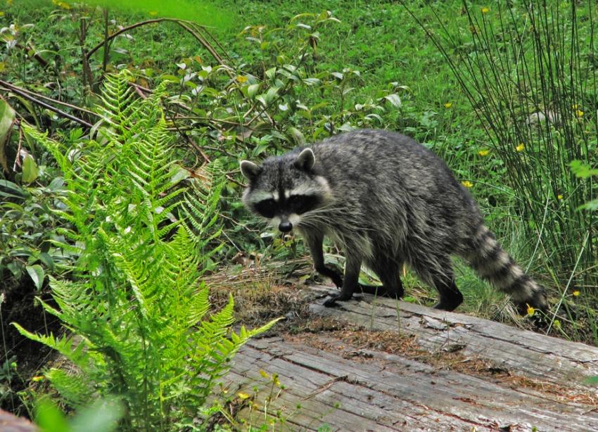 Raton laveur surpris