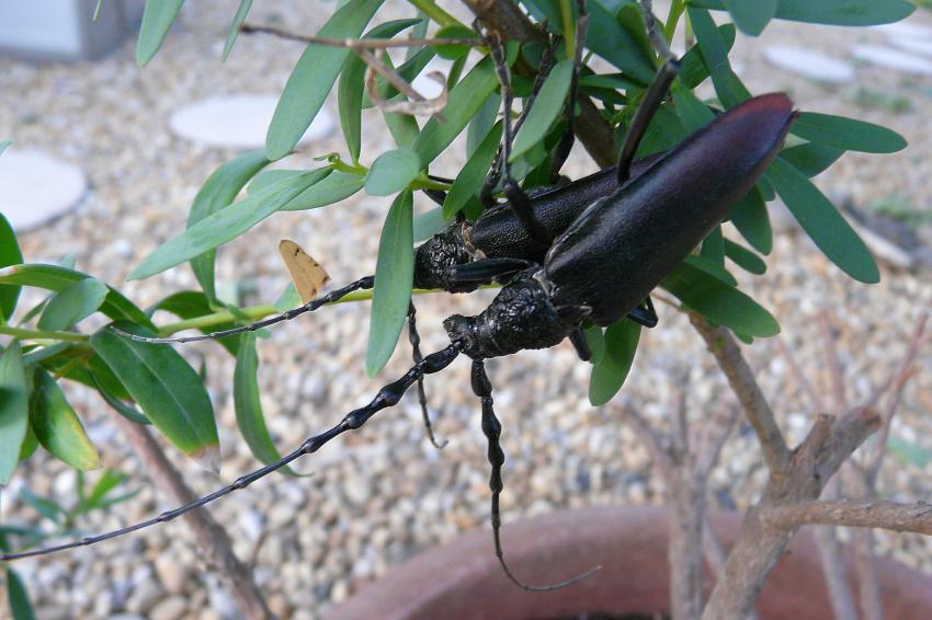 Mr et Mme Grand Capricorne...