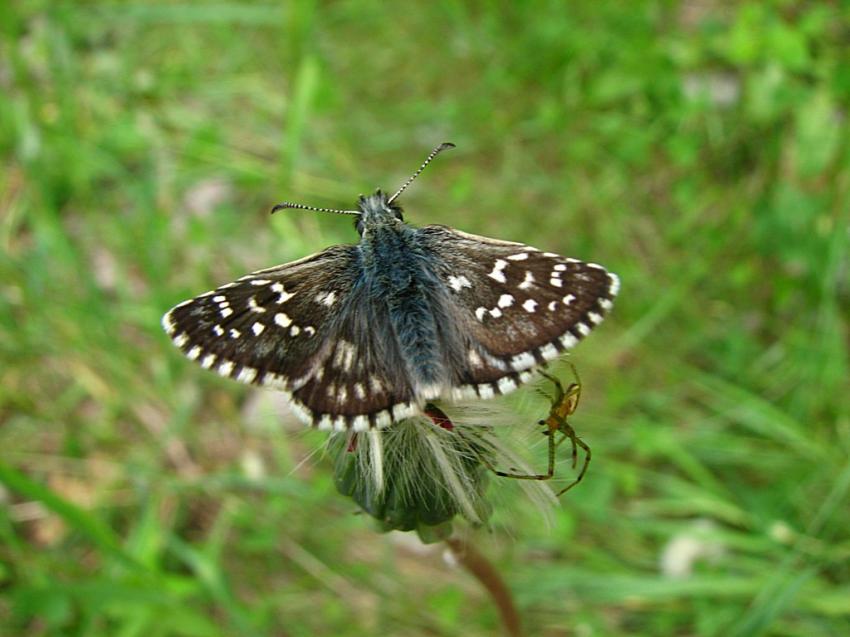 L'hesprie de la mauve