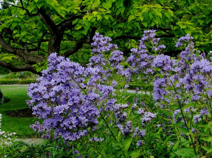 Dans le jardin botanique