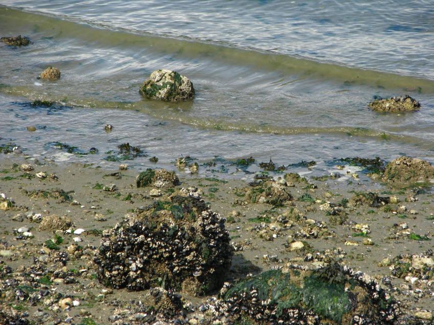 Sur les bords de mer