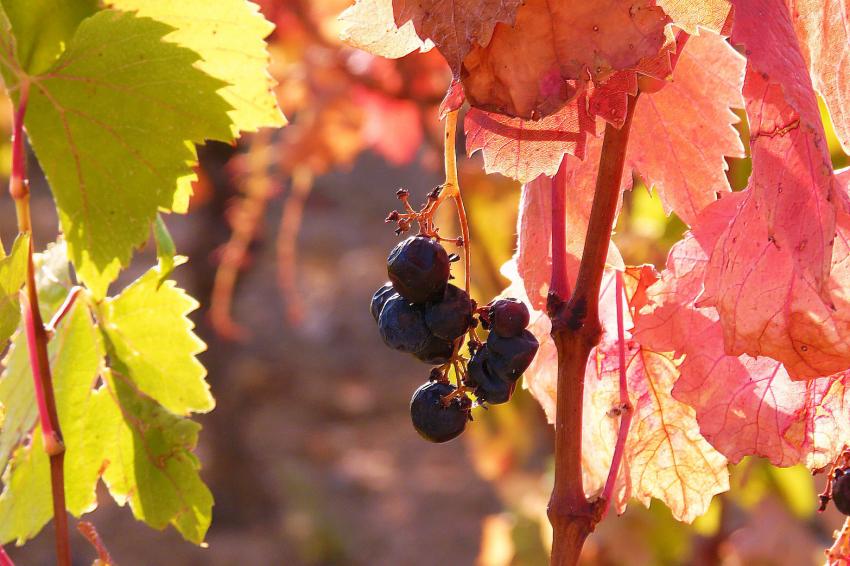 Une vigne bien colore