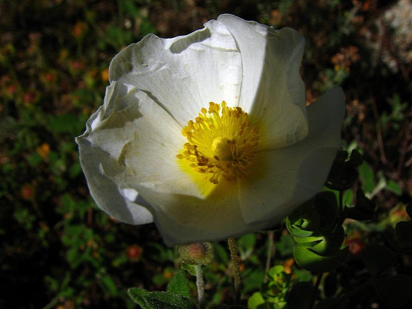 Ciste a feuilles de sauge